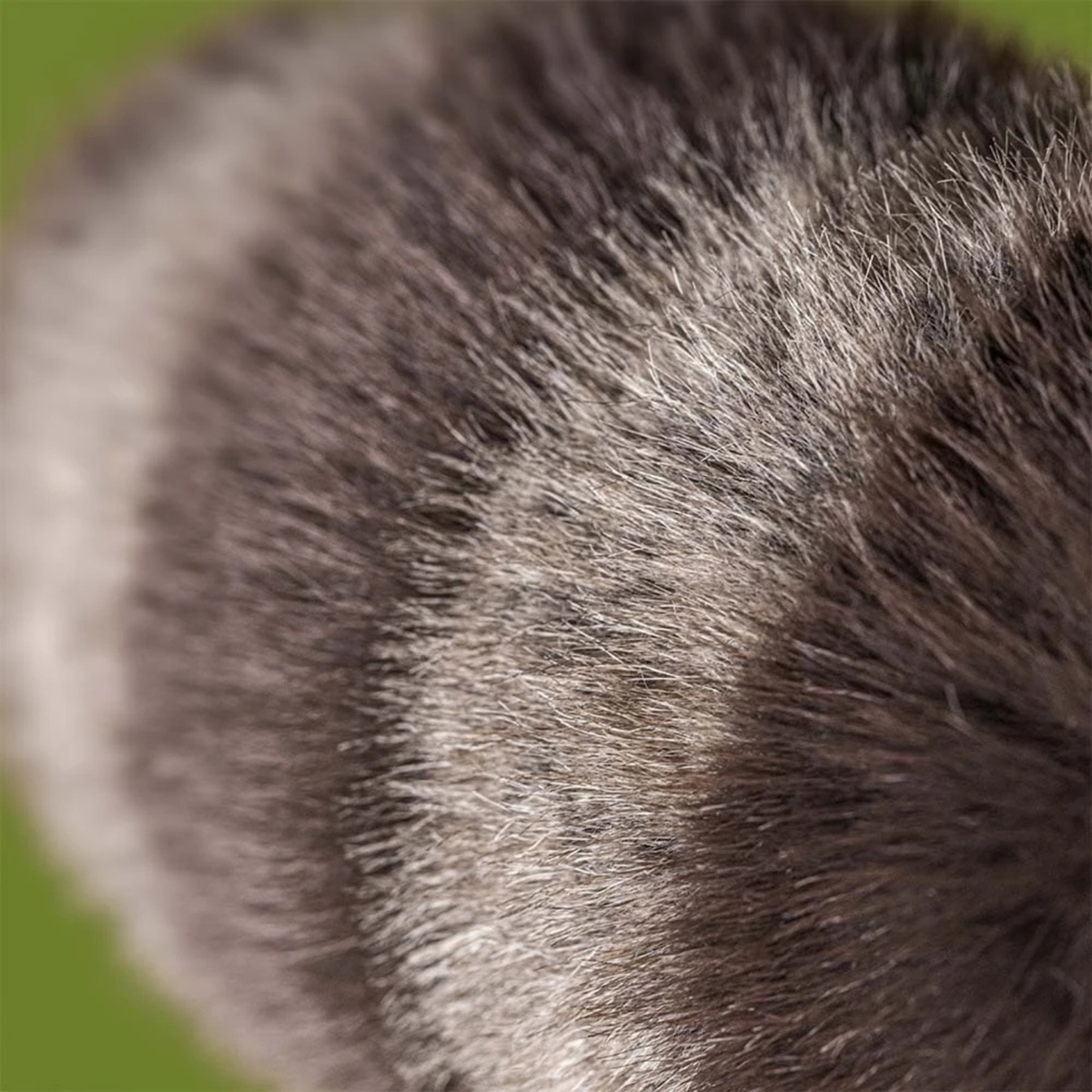 JELLYCAT Trixiwoo Raccoon