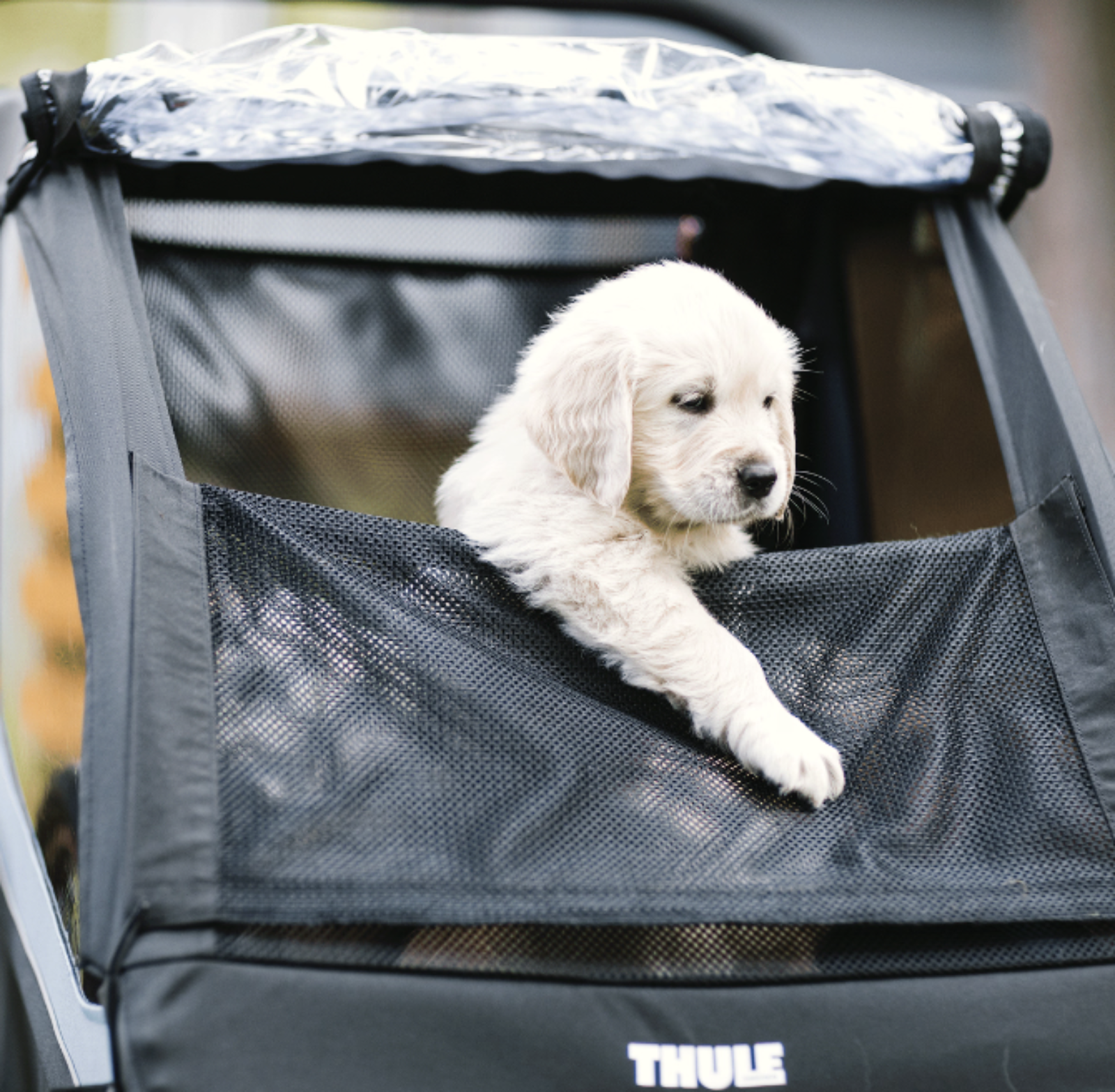Kit de transport pour animaux de compagnie THULE Courier - Bleu Égée